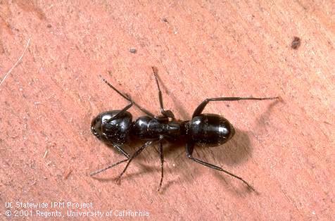 Adult carpenter ant.