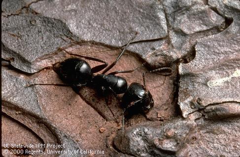 Adult carpenter ant.