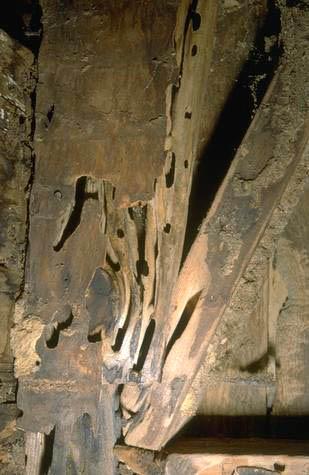 Wood damaged by mature carpenter ants, Camponotus modoc.