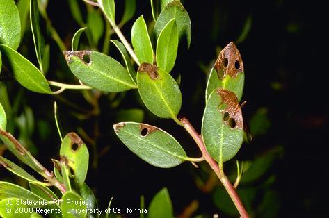 Holes in madrone foliage caused by madrone shieldbarer.