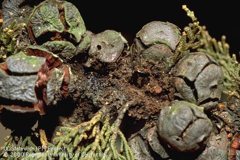 Cypress bark moth, <i>Cydia (=Laspeyresia) cupressana,</i> emergence holes in cones and reddish frass (excrement) of larvae on Monterey cypress.