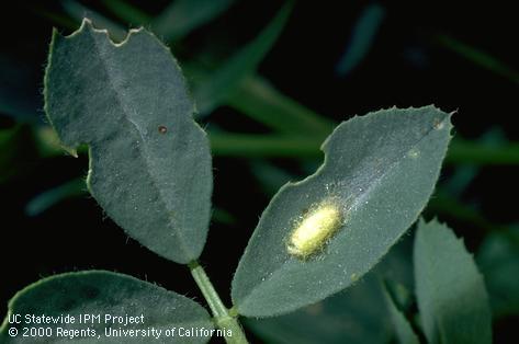 Cocoon of <i>Cotesia (=Apanteles) medicaginis,</i> a parasitic wasp of caterpillars including alfalfa caterpillar, <i>Colias eurytheme.</i>.