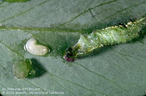 White larva of  a parasitic wasp, <i>Cotesia (=Apanteles) medicaginis,</i> dissected out of an alfalfa caterpillar, <i>Colias eurytheme.</i>.