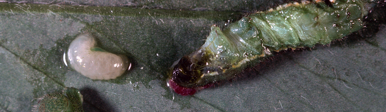 White larva of a parasitic wasp, Cotesia (=Apanteles) medicaginis, dissected out of an alfalfa caterpillar, Colias eurytheme.