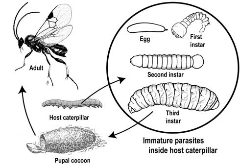 Life cycle of <i>Cotesia</i> (=<i>Apanteles</i>) <i>medicaginis</i>, a parasitic wasp of alfalfa caterpillar, <i>Colias eurytheme</i>.