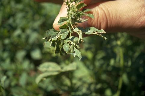 Crop damaged by alfalfa caterpillar.