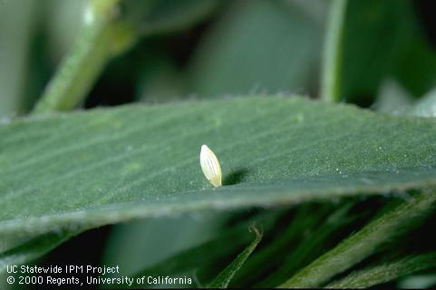 Egg of alfalfa caterpillar.