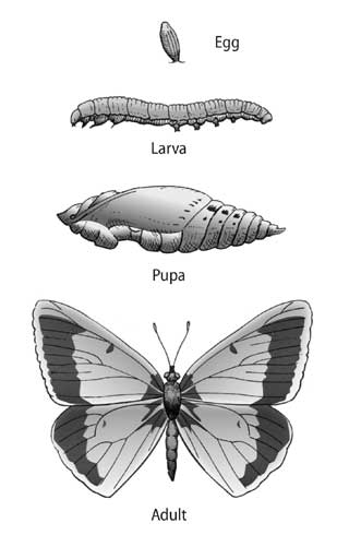 Insects with complete metamorphosis develop through four life stages: egg, larva, pupa, and adult. Each stage has a radically different appearance. Most moths and butterflies go through four or five molts during the larval stage. In butterflies and moths, the larva is also called a caterpillar. The pupa of some species (e.g., the one illustrated here) is called a chrysalid or chrysalis; in other species, the pupa occurs within a silk covering called a cocoon.