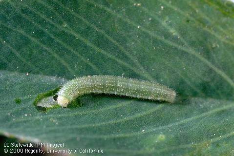 Larva of alfalfa caterpillar.