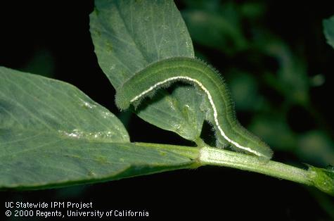 Larva of alfalfa caterpillar, <i>Colias eurytheme</i>.