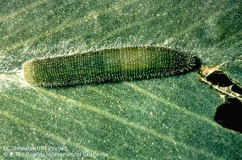 A parasitized alfalfa caterpillar, Colias eurytheme, can have a somewhat shiny appearance and areas of atypically pale green.