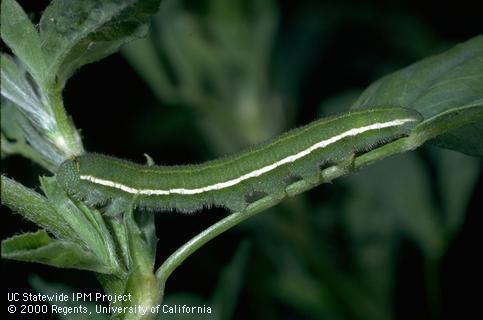 Larva of alfalfa caterpillar.