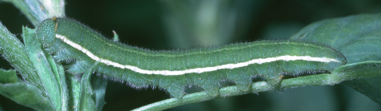 Full-grown alfalfa caterpillars have a prominent white stripe on each side.