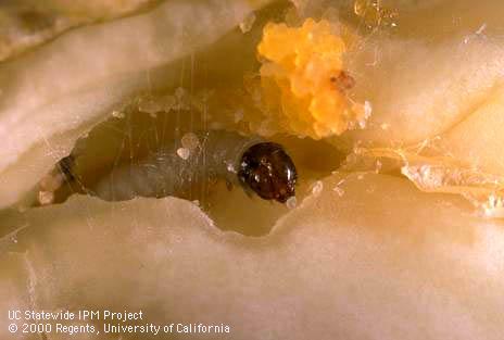 Early instar filbertworm larva, <i>Cydia latiferreana</i>, feeding inside a walnut nutmeat.