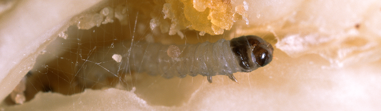 Early instar filbertworm larva, Cydia latiferreana, feeding inside a walnut nutmeat.