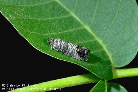 Adult codling moth.