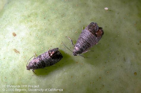 Adult codling moth.