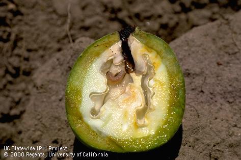 Crop damaged by codling moth.