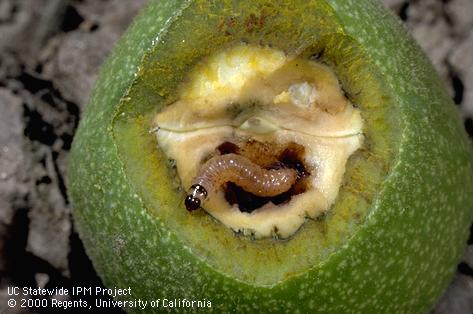 Crop damaged by codling moth.