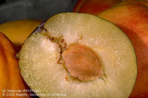 Crop damaged by codling moth.