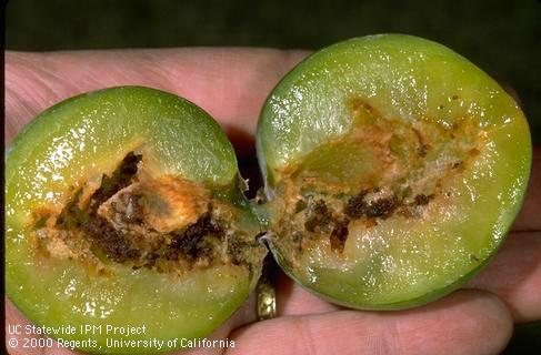 Crop damaged by codling moth.