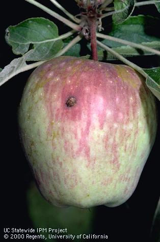 Crop damaged by codling moth.