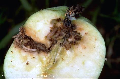 Crop damaged by codling moth.