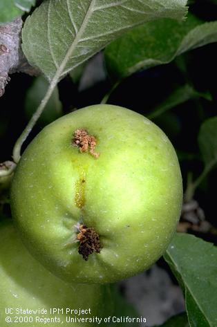 Crop damaged by codling moth.