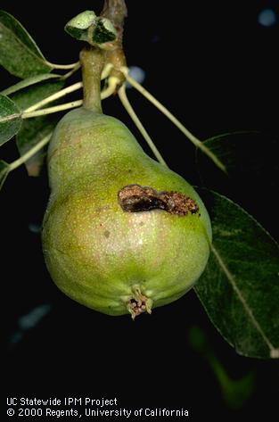 Crop damaged by codling moth.