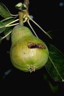 Codling moth on pears