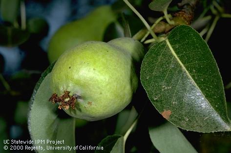 Crop damaged by codling moth.