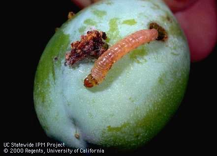 Crop damage by codling moth.