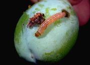 Codling moth larva and frass on fruit.