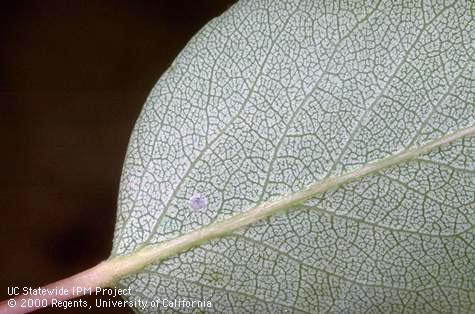 Egg of codling moth.