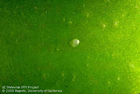 Egg of codling moth.