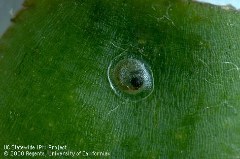 Egg of codling moth, <i>Cydia pomonella</i>.