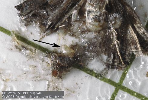 The bursa pouch (arrow) of a female codling moth that has mated once is whitish and inflated by the two round lobes of a single spermatophore.