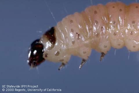 Larva of codling moth.