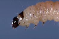 Codling moth mature larva