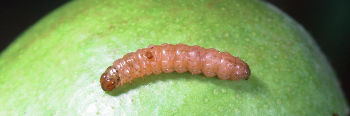 Pinkish larva resting on green pear. Credit: Jack Kelly Clark