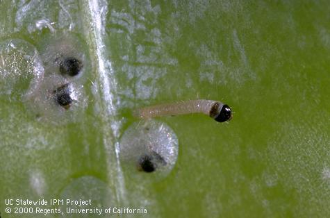 Larva of codling moth.