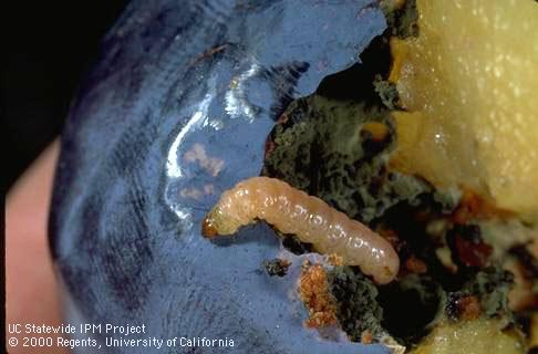 Codling moth larva feeding in a plum fruit.