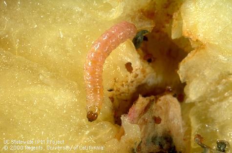 Larva of codling moth.