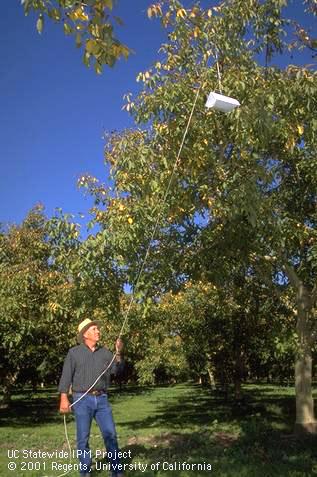 Pulling a delta trap high into the tree canopy to monitor codling moth flights. 