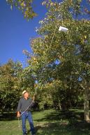 Pulling a delta trap high into the tree canopy to monitor codling moth flights.