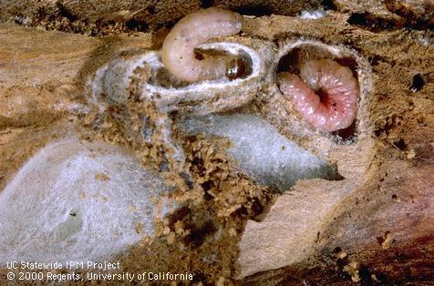 Prepupa of codling moth.