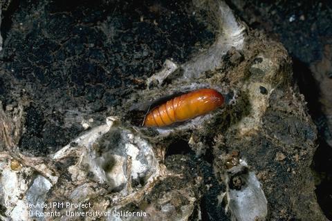 Pupa of codling moth.