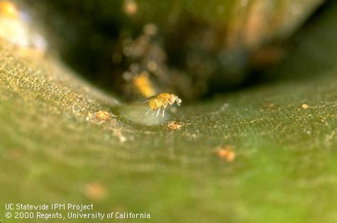 Egg parasite of codling moth.