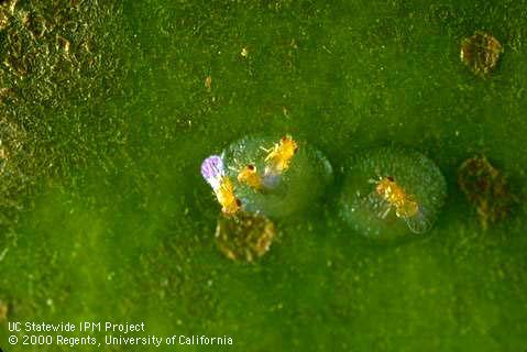 Trichogramma platneri parasites on codling moth eggs.