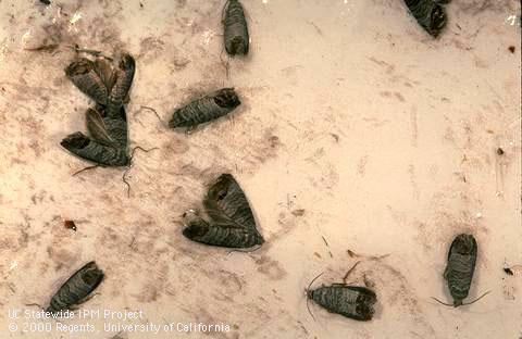 Male codling moths caught in a pheromone trap.